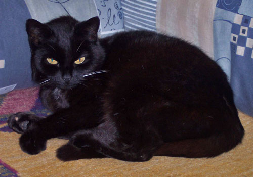 optimale Fotovorlage für deine Zeichnung: schwarze Katze liegt auf dem Sofa