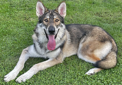 optimale Fotovorlage für deine Zeichnung: Ein Wolfshund, Rasse Tamaskan liegt auf einer grünen Wiese und schaut zur Kamera