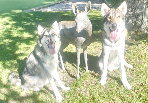 Zwei Hunde sitzen neben einer Rehstatue, das Bild ist Überbelichtet es sind zu viele helle Bereiche zu sehen