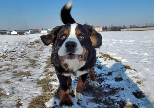 Hund auf einem verschneiten Feldweg ist zu nahe an der Kamera dran und sieht etwas verzerrt aus