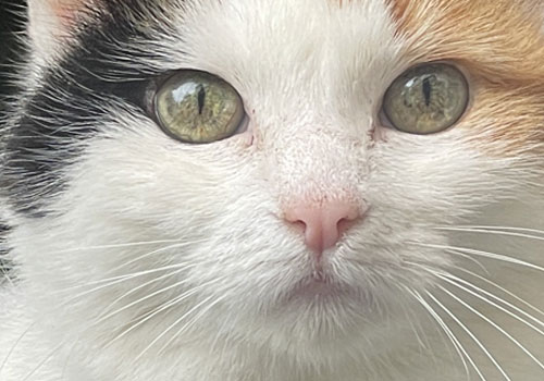 Katze schaut direkt in die Kamera, das Tier ist zu nah an der Kamera dran. Teile vom Gesicht sind abgeschnitten
