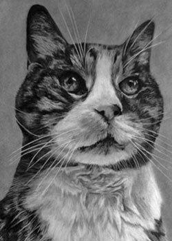 Mit Kohle und Bleistift gezeichnetes Bild mit einer Katze im Portrait